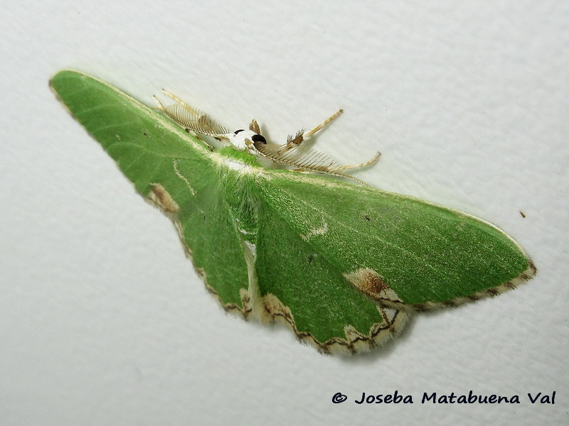 Comibaena bajularia - Geometridae